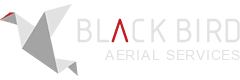 Black Bird